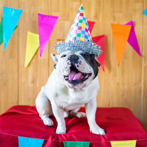 Doggie Birthday Parties